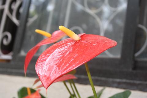 Goa Flowers - Download Goa Photos